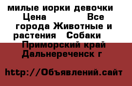 милые иорки девочки › Цена ­ 15 000 - Все города Животные и растения » Собаки   . Приморский край,Дальнереченск г.